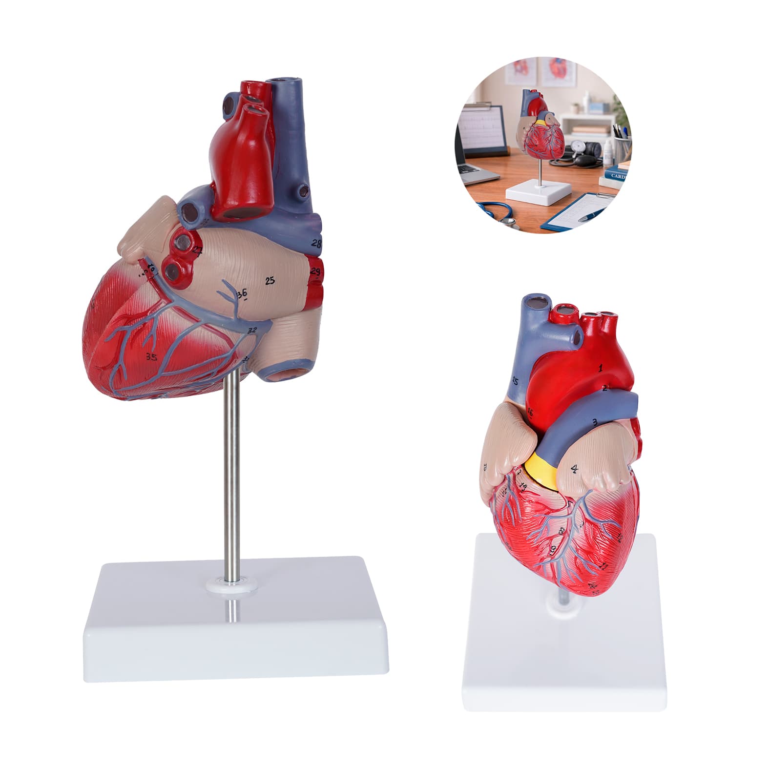 CARDIO personalizable con logo
